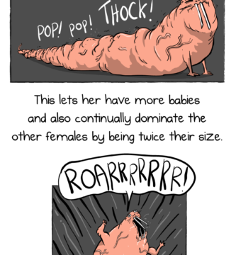 We need to talk about naked mole rats – The Oatmeal