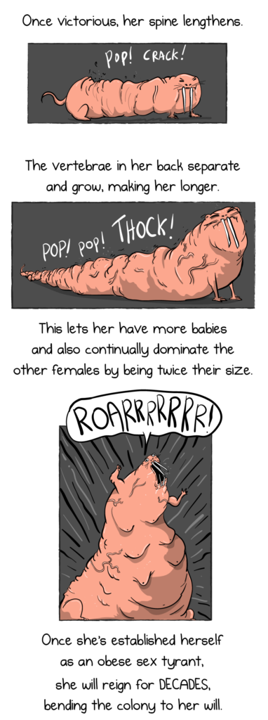 We need to talk about naked mole rats – The Oatmeal