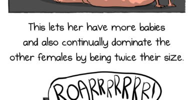 We need to talk about naked mole rats – The Oatmeal